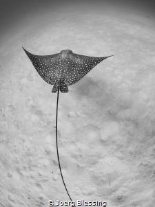 Eagle ray hunting over sandy bottom by Joerg Blessing 